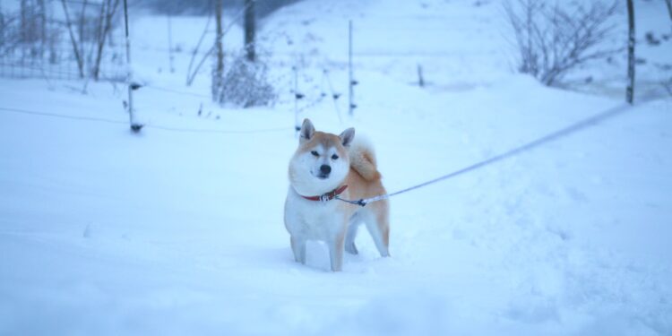 Shiba Inu Formed This Pattern, Breakout Incoming?